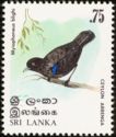 Sri Lanka Whistling-thrush (Myophonus blighi)