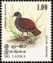Sri Lanka Spurfowl (Galloperdix bicalcarata)
