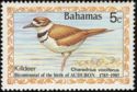 Killdeer (Charadrius vociferus)