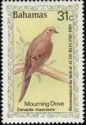 Mourning Dove (Zenaida macroura)