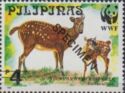 Prince Alfred's Spotted Deer (Cervus alfredi)