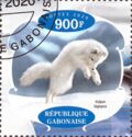 Arctic Fox
