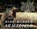 Nine-Banded Armadillo (Dasypus novemcinctus)