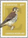 American Kestrel (Falco sparverius)