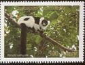 Black and White Ruffed Lemur (Varecia variegata)