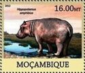 Hippopotamus amphibius