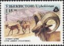 Afghan Urial (Ovis ammon cycloceros)