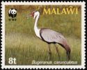 Wattled Crane (Bugeranus carunculatus)