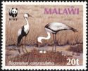 Wattled Crane (Bugeranus carunculatus)