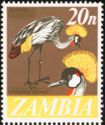 Grey crowned crane (Balearica regulorum)