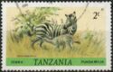 Burchell's Zebra (Equus burchelli)