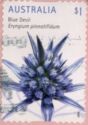 Blue Devil (Eryngium pinnatifidum)