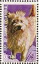 Cairn-Terrier (Canis lupus familiaris)