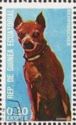 Miniature Pinscher (Canis lupus familiaris)