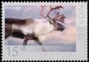 Reindeer (Rangifer tarandus)