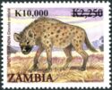 Spotted Hyena (Crocuta crocuta)