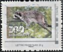 Raccoon Zoo Guadeloupe