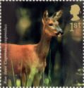 Western Roe Deer (Capreolus capreolus)