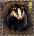 European Badger (Meles meles)