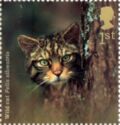 Wildcat (Felis silvestris)