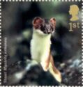 Stoat (Mustela erminea)