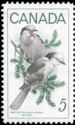 Gray Jay (Perisoreus canadensis)