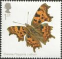 Comma Butterfly (Polygonia c-album)