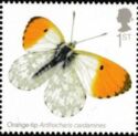 Orange Tip (Anthocharis cardamines)