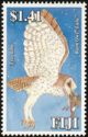 Barn Owl (Tyto alba "lulu")