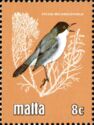 Sardinian Warbler (Sylvia melanocephala)