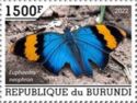 Gold-Banded Forester (Euphaedra neophron)