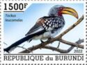 Southern Yellow-Billed Hornbill (Tockus leucomelas)