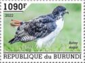 Augur Buzzard (Buteo augur)