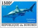 Oceanic Whitetip Shark (Carcharhinus longimanus)