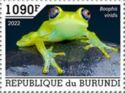 Green Bright-Eyed Frog (Boophis viridis)