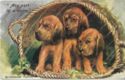 4040* Bloodhound Puppies