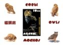 Owls