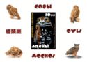 Owls