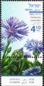 Cornflower (Centaurea cyanoides)
