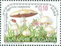 Field Mushroom (Agaricus campestris)