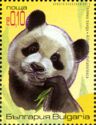 Giant Panda (Ailuropoda melanoleuca)