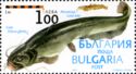 Wels Catfish (Silurus glanis), Burbot (Lota lota)