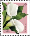 Calla (Zantedeschia sp)