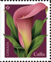 Calla (Zantedeschia sp)
