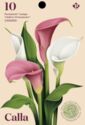 Calla (Zantedeschia sp)