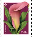 Calla (Zantedeschia sp)