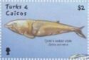 Cuvier's Beaked Whale (Ziphius cavirostris)