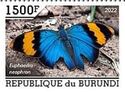 Gold-Banded Forester (Euphaedra neophron)