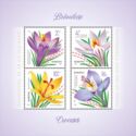 Crocuses