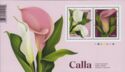 Calla (Zantedeschia sp)